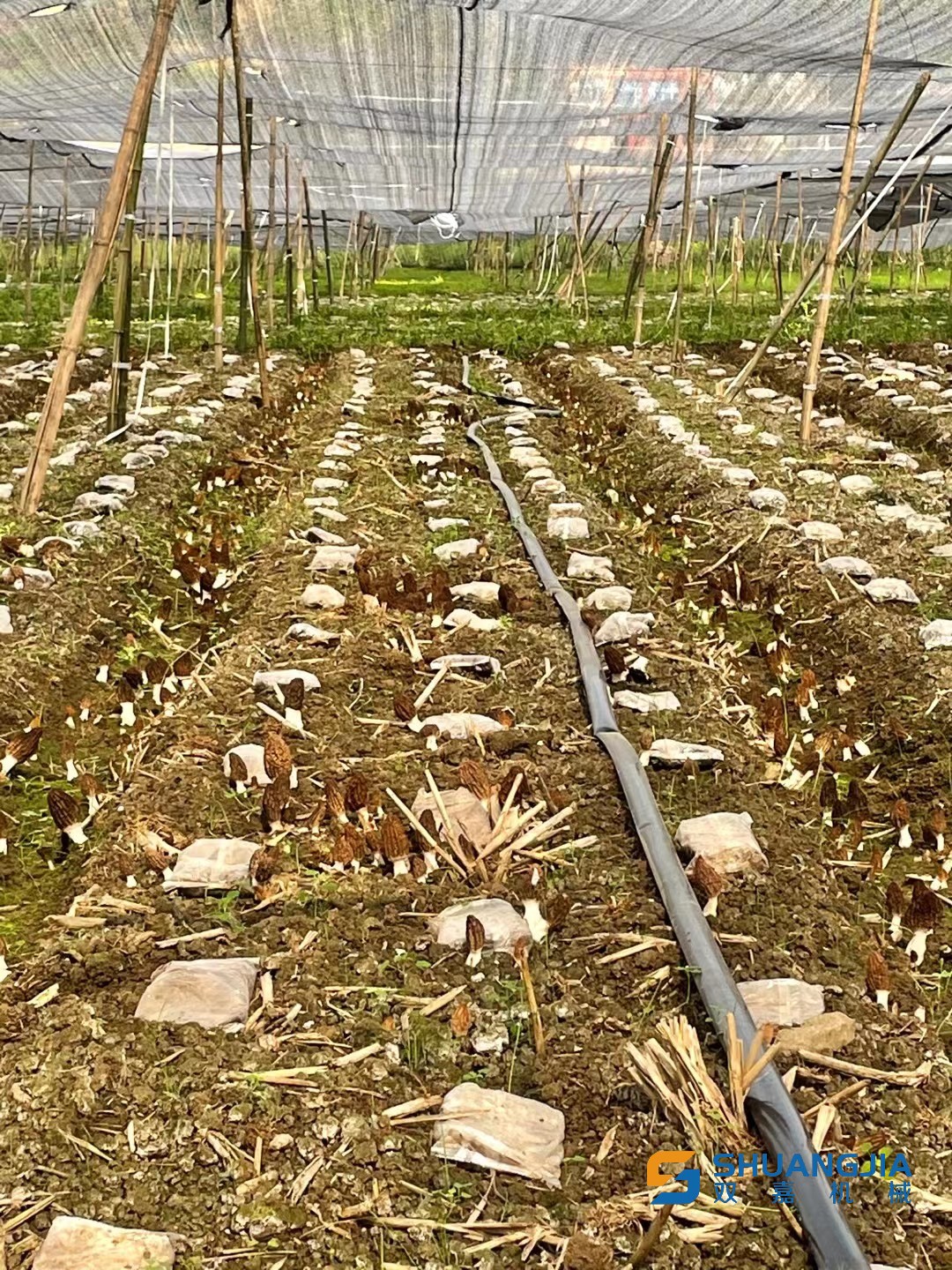 1648258604164515.png E718FF0B5F4276957A4D505EDCCE7001.png