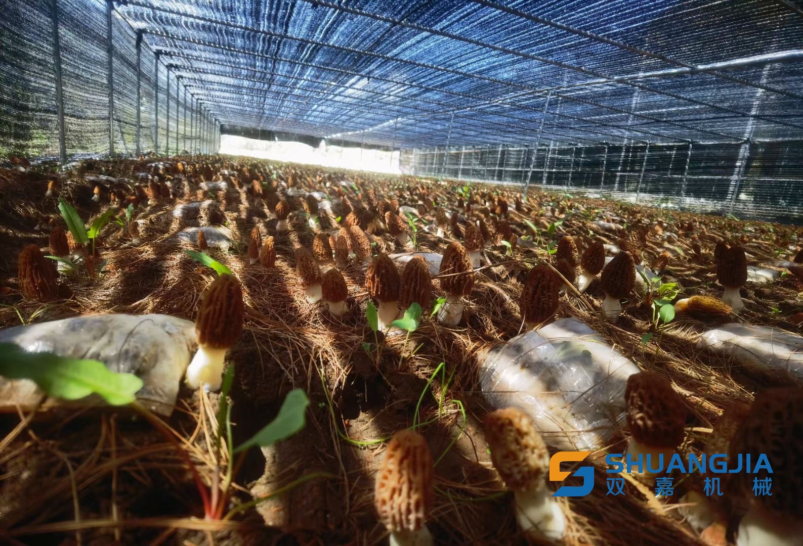 1648432963168053.png B4C6F96DBB379AF2AE29EFE2D9C7957B.png